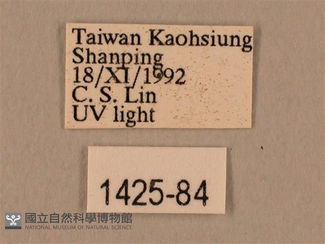 棕綠背線天蛾藏品圖，第3張