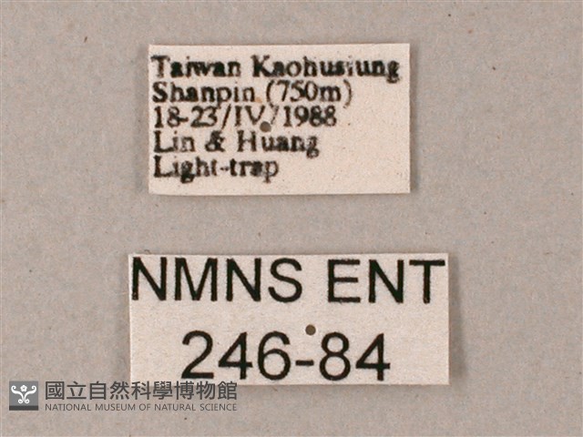 藏斜紋天蛾藏品圖，第3張