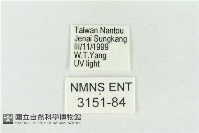 帶波紋蛾藏品圖，第3張