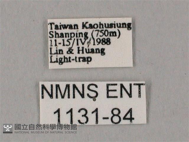 白點天蛾 藏品圖，第3張