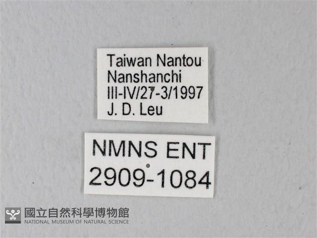 橙端粉蝶、端紅蝶藏品圖，第3張