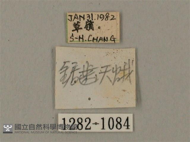 臺灣鋸翅天蛾藏品圖，第3張