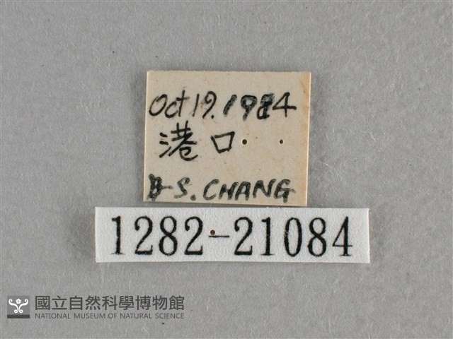 白斑弄蝶藏品圖，第3張