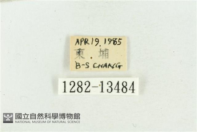 臺灣斑蕊夜蛾藏品圖，第3張