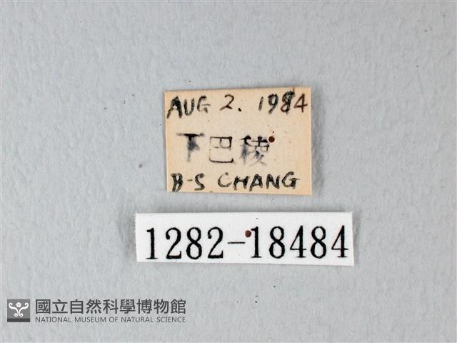 橙端粉蝶、端紅蝶藏品圖，第3張