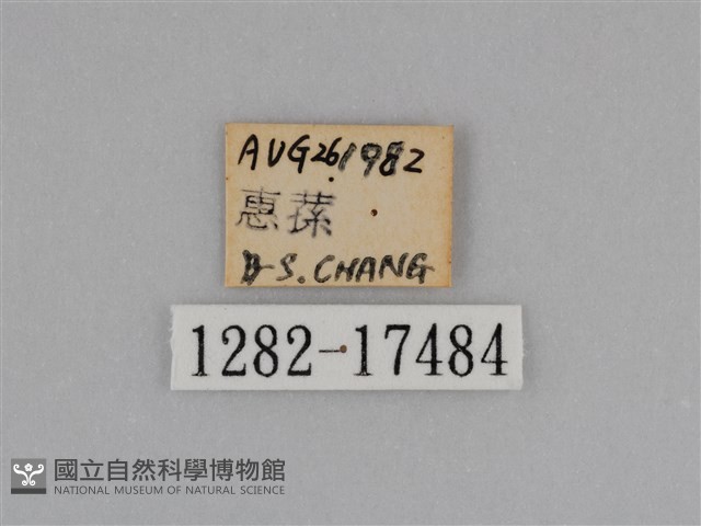 亮色黃蝶藏品圖，第3張