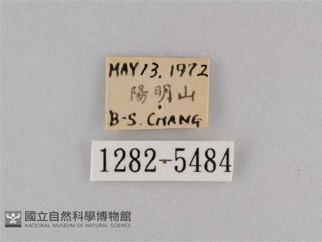 斜紋夜盜蛾藏品圖，第3張