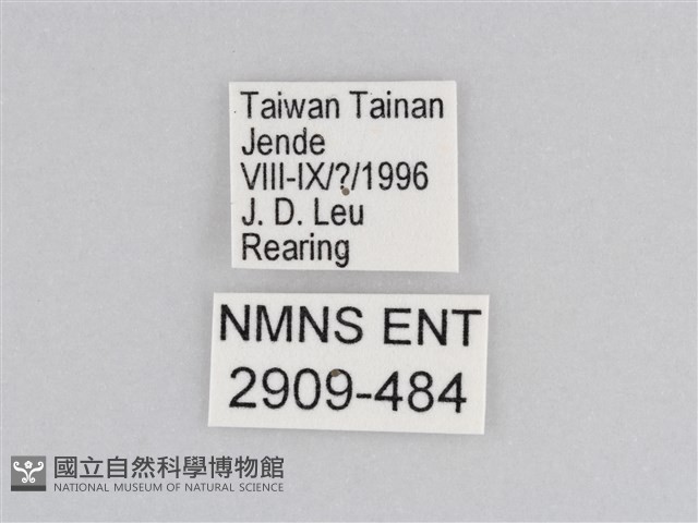 樺斑蝶藏品圖，第3張