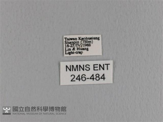 大褐斑枯葉蛾藏品圖，第3張