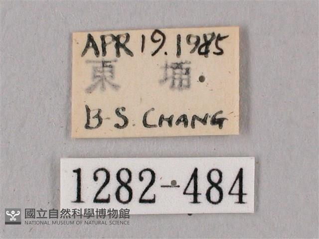 桃紅六點天蛾藏品圖，第3張