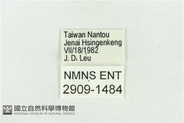 阿里山鐵灰蝶藏品圖，第3張