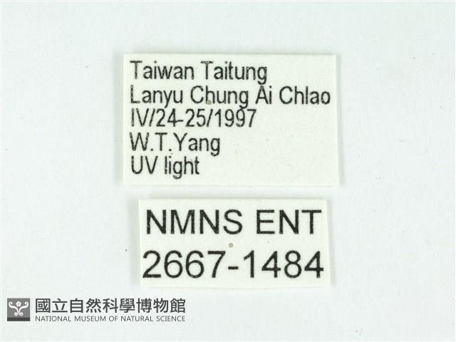 叉紋閃舞蛾藏品圖，第3張