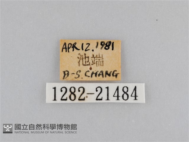 深山黛眼蝶藏品圖，第3張