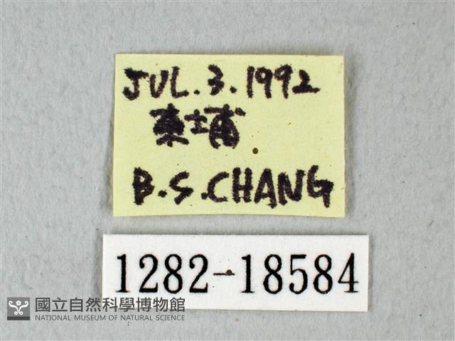 緣點白粉蝶藏品圖，第3張