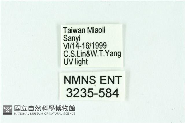 三條橙燈蛾藏品圖，第3張