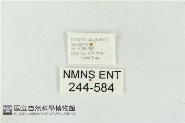 連珠波紋蛾藏品圖，第3張