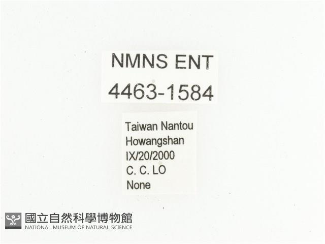 橙斑花金龜藏品圖，第2張