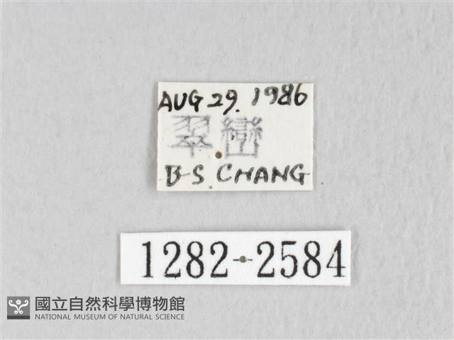 埔里雙線枯葉蛾藏品圖，第3張