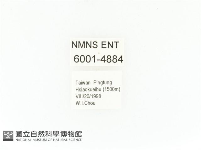 小扇角金龜藏品圖，第2張