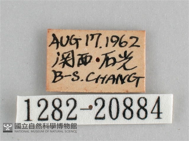 藍紋鋸眼蝶藏品圖，第3張