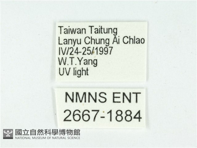 叉紋閃舞蛾藏品圖，第3張