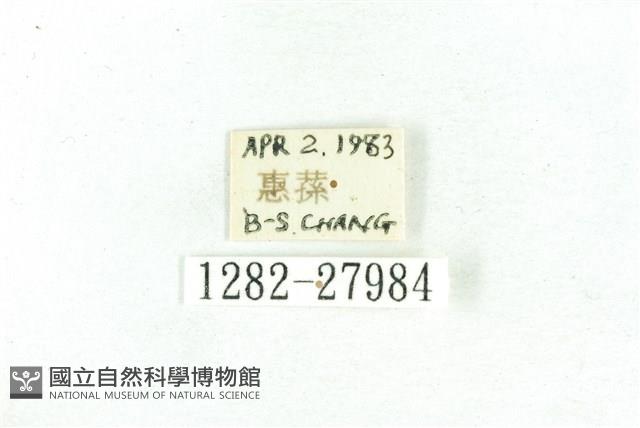 乳白斑燈蛾藏品圖，第3張