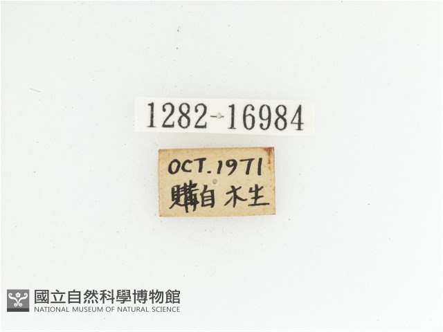 艷金龜藏品圖，第2張