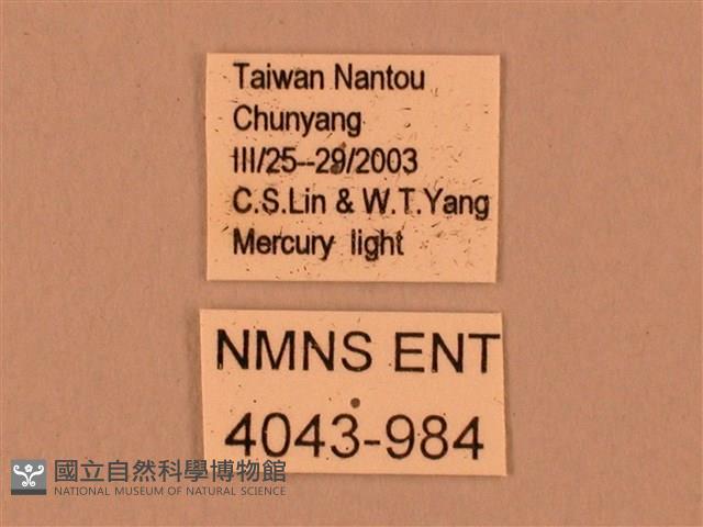 臺灣鋸翅天蛾藏品圖，第3張