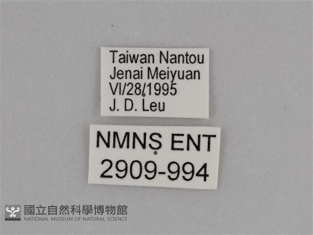 臺灣絹蛺蝶藏品圖，第3張