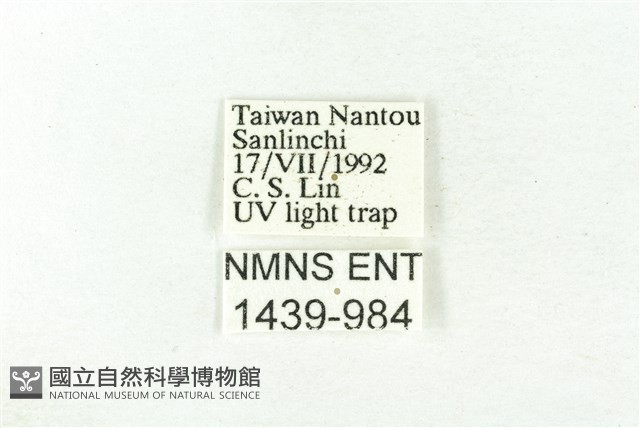 樹形尺蛾藏品圖，第3張