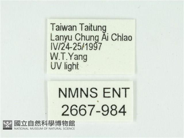 叉紋閃舞蛾藏品圖，第3張