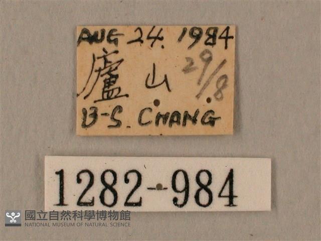 斜線天蛾藏品圖，第3張