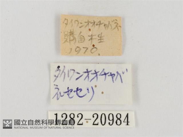 巨褐弄蝶藏品圖，第3張