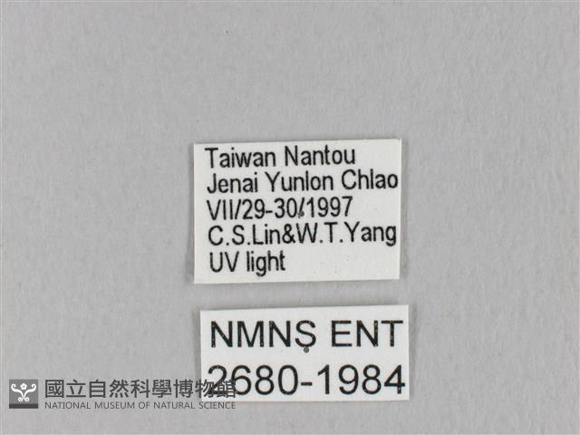 褐斜帶枯葉蛾藏品圖，第3張