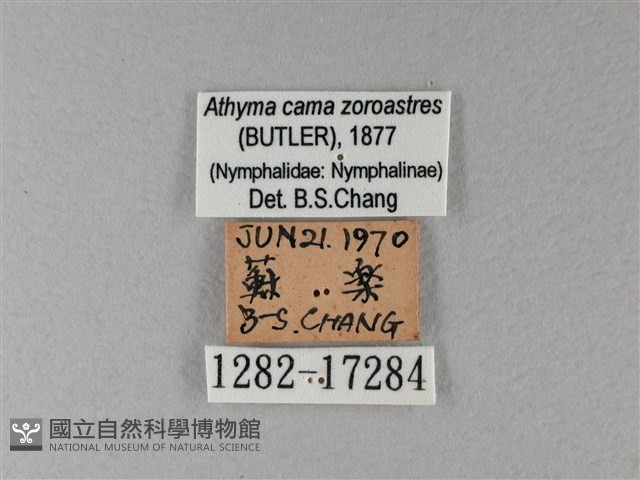 雙色帶蛺蝶藏品圖，第3張