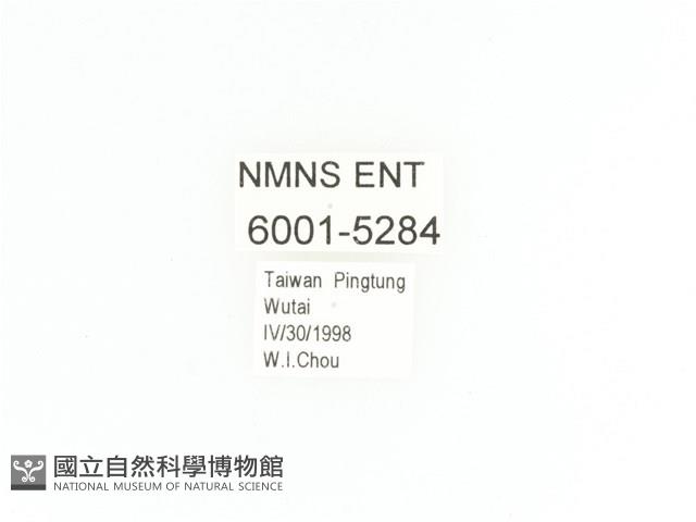 臺灣鍬形金龜藏品圖，第2張