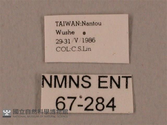 裂斑鷹翅天蛾藏品圖，第3張