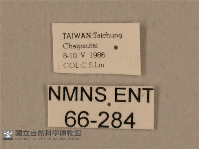 背中白天蛾藏品圖，第3張