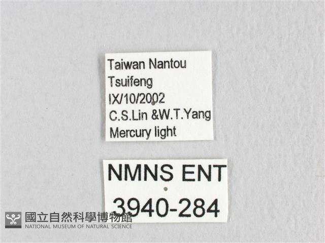 銀肩枯葉蛾藏品圖，第3張