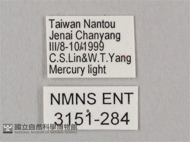 桃紅六點天蛾藏品圖，第3張