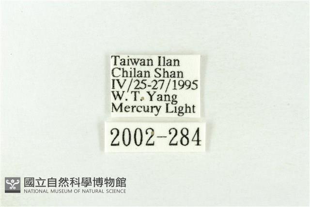 棍棒污燈蛾藏品圖，第3張