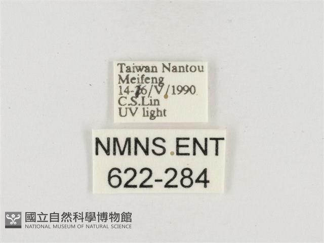 小白紋毒蛾藏品圖，第3張