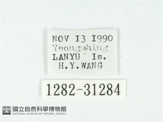 叉紋閃舞蛾藏品圖，第3張