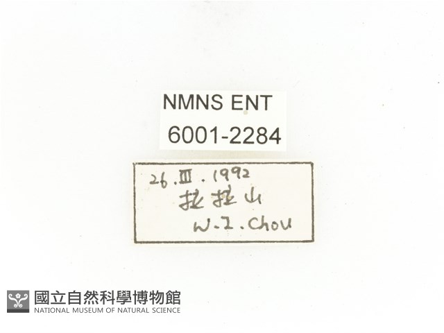 銅艷白點花金龜藏品圖，第2張