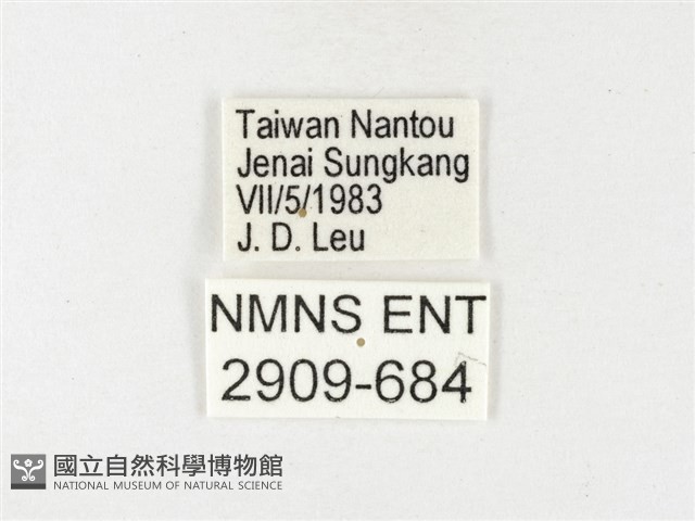 條斑豔粉蝶藏品圖，第3張