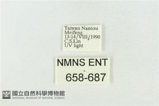 臺灣銀斑異波紋蛾藏品圖，第3張