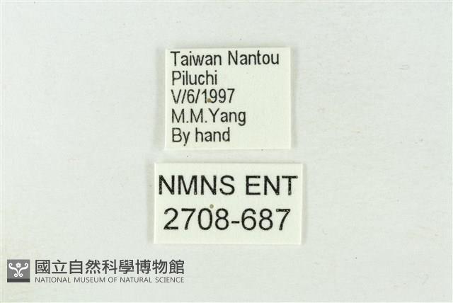 連珠波紋蛾藏品圖，第3張