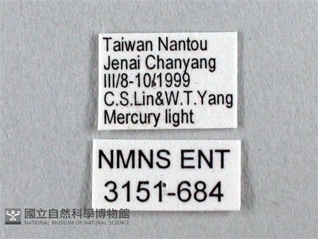 姬透目天蠶蛾藏品圖，第3張