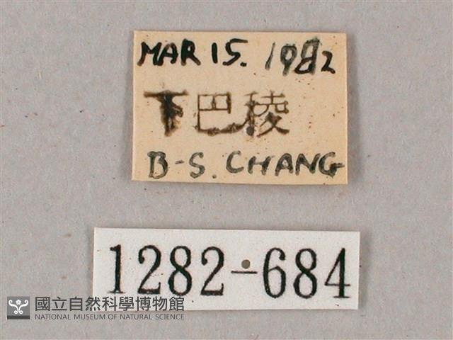 榆綠天蛾藏品圖，第3張