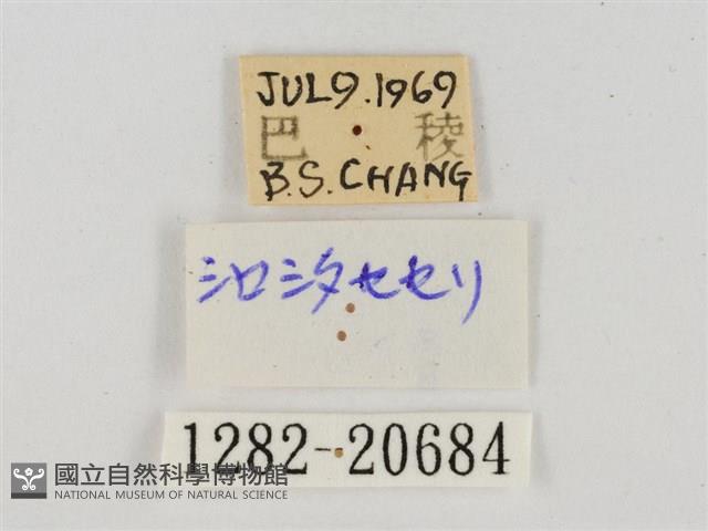 白裙弄蝶藏品圖，第3張